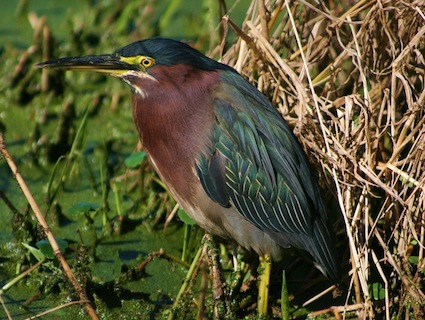 grheron_brandohl
