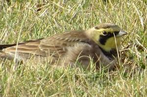 horned lark