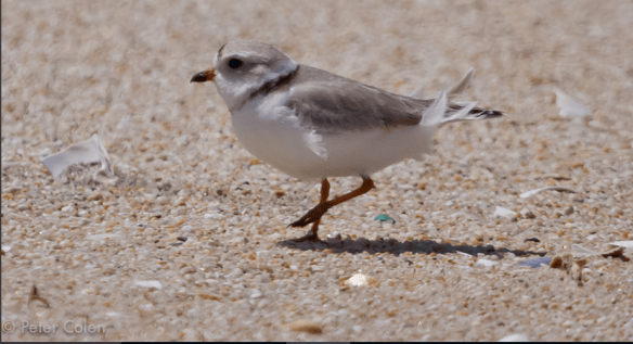 piping plover