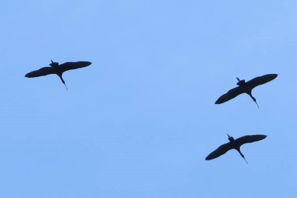 glossy ibis flight