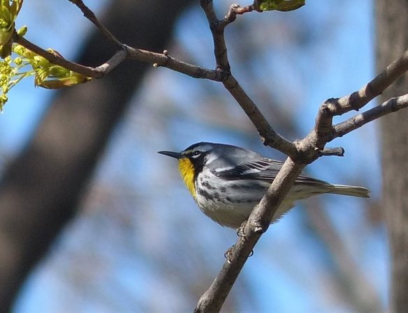 yellow throated warbler