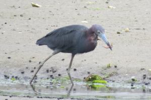 little blue heron