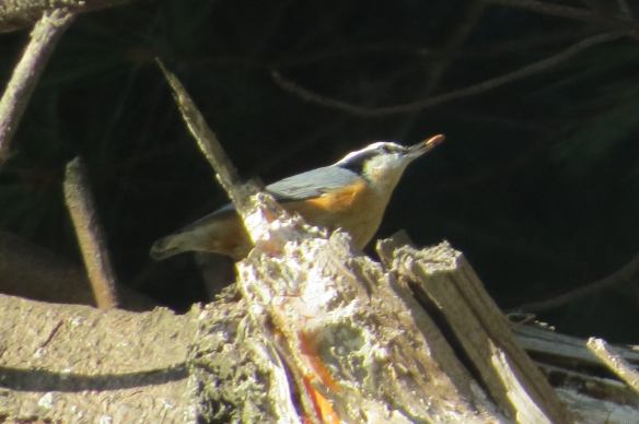 rb-nuthatch