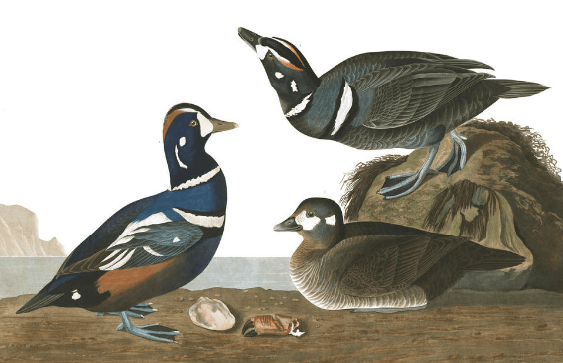 harlequin duck (2)