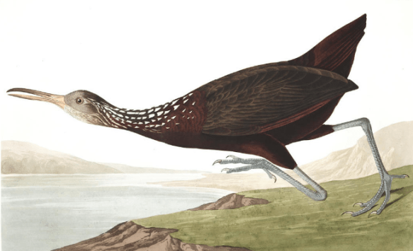 limpkin aka scolopaceous courlan (2)