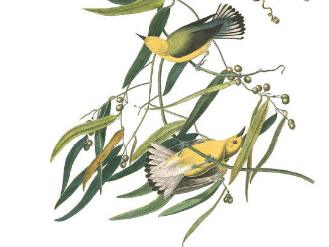 prothonotary warbler (2)