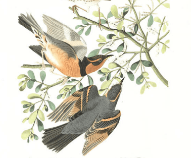 varied thrush (2)